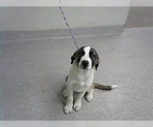 Saint Bernard-Unknown Mix Dogs for adoption in Pasadena, TX, USA
