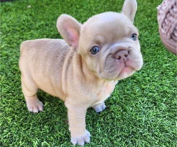 Medium Photo #13 French Bulldog Puppy For Sale in LAS VEGAS, NV, USA