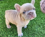Small #12 French Bulldog