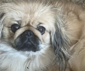 Mother of the Pekingese puppies born on 09/15/2025