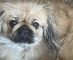 Small Photo #1 Pekingese Puppy For Sale in CHESTERTON, IN, USA