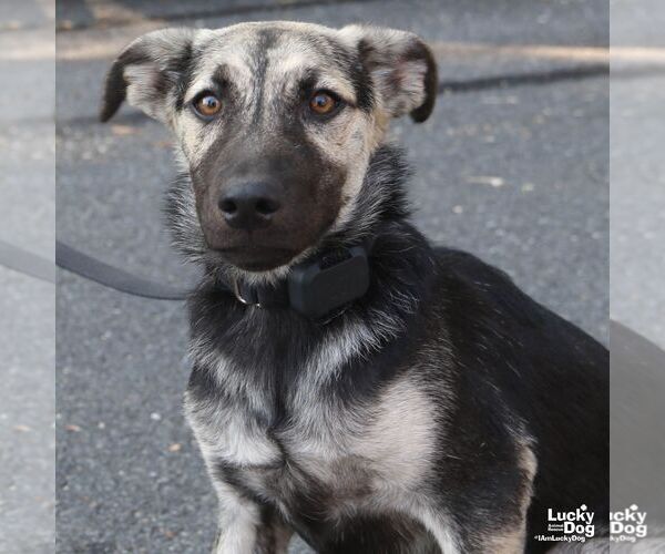 Medium Photo #8 Retriever -Unknown Mix Puppy For Sale in Washington, DC, USA