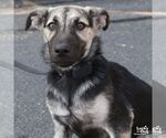 Small #7 Retriever  Mix