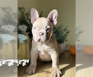 French Bulldog Dog for Adoption in PALM BAY, Florida USA