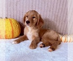 Draco - Male Golden Retriever Puppy for Sale - Photo #3