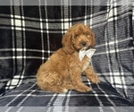 Small #1 Cavapoo