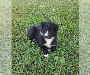 Border Collie Puppy for Sale in WEST LIBERTY, Kentucky USA