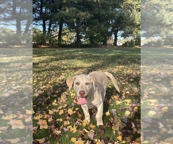 Medium Photo #16 Labrador Retriever Puppy For Sale in FREDERICKSBG, OH, USA