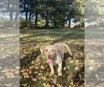Oakley - Female Labrador Retriever Puppy for Sale - Photo #16