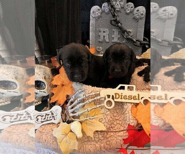 Medium Photo #5 Golden Labrador Puppy For Sale in PORT ORANGE, FL, USA