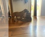 Small #7 Rhodesian Ridgeback