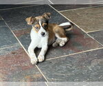 Small #1 Rat Terrier Mix