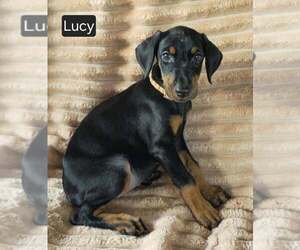 Doberman Pinscher Puppy for sale in POMEROY, OH, USA