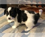 Small Photo #4 Papillon Puppy For Sale in HOLT, MO, USA