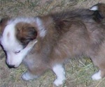 Small Photo #3 Shetland Sheepdog Puppy For Sale in ROSCOMMON, MI, USA