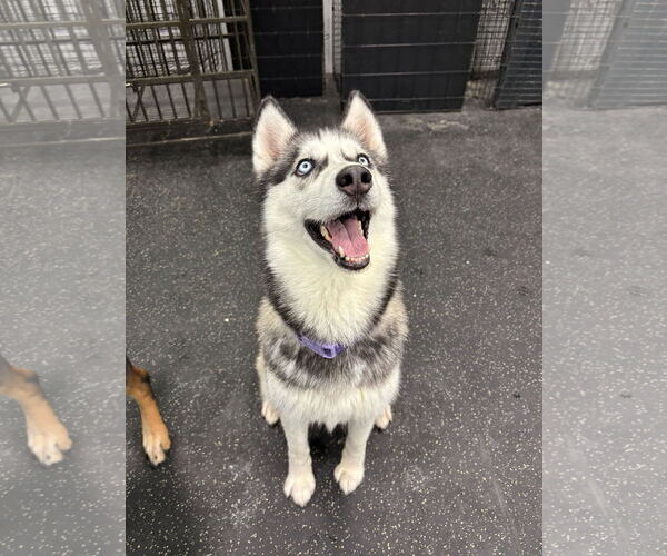 Medium Photo #2 Siberian Husky Puppy For Sale in Carrollton, TX, USA