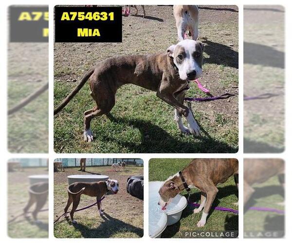 Medium Photo #1 American Staffordshire Terrier-Unknown Mix Puppy For Sale in San Antonio, TX, USA