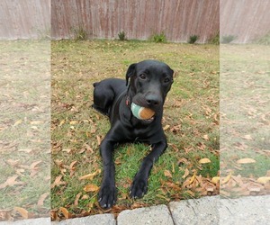 Mutt Dogs for adoption in Westwood, NJ, USA