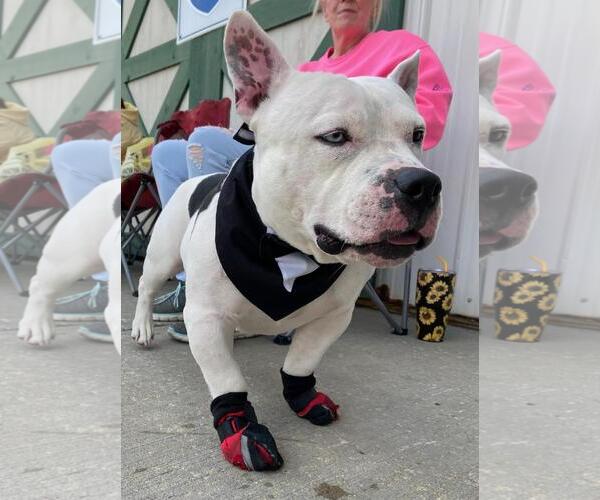Medium Photo #12 Bulldog-Staffordshire Bull Terrier Mix Puppy For Sale in Rootstown, OH, USA