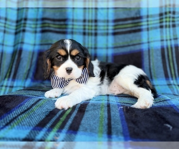 Medium Photo #4 Cavalier King Charles Spaniel Puppy For Sale in LAKELAND, FL, USA