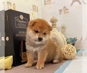 Shiba Inu Puppy for sale in ALHAMBRA, CA, USA