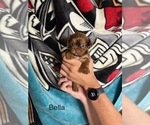 Small #6 Shorkie Tzu