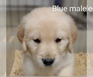 Golden Retriever Puppy for sale in AMELIA, VA, USA