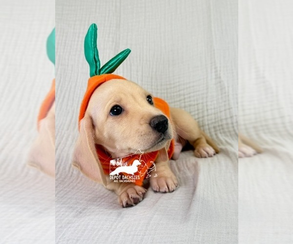 Medium Photo #7 Dachshund Puppy For Sale in SOUTH EASTON, MA, USA