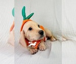AKC Charlie - Male Dachshund Puppy for Sale - Photo #7