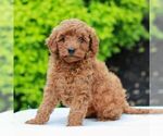 Small #2 Goldendoodle (Miniature)