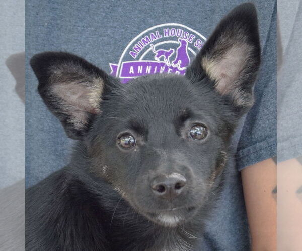 Medium Photo #6 Corillon Puppy For Sale in Huntley, IL, USA