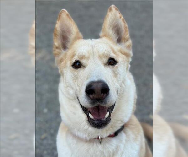 Medium Photo #2 - Mix Puppy For Sale in Woodland, CA, USA