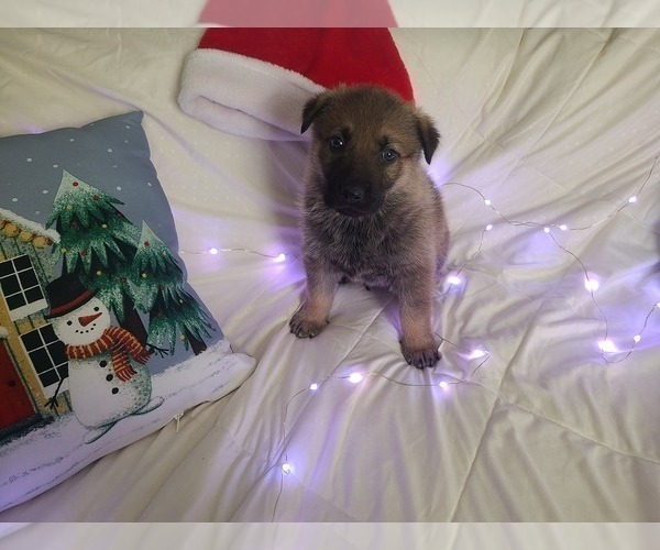 Medium Photo #1 German Shepherd Dog-Timber Wolf Mix Puppy For Sale in MONTREAL, MO, USA