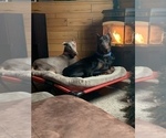 Small Photo #4 Doberman Pinscher Puppy For Sale in HORTONVILLE, WI, USA