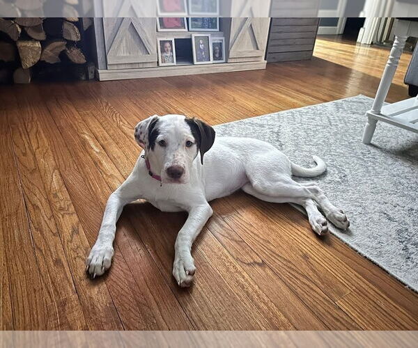 Medium Photo #4 Labrador Retriever-Unknown Mix Puppy For Sale in Brewster, NY, USA