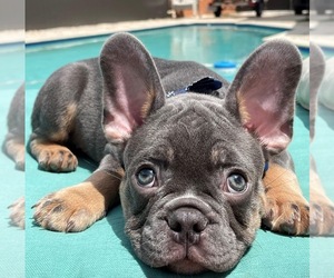 French Bulldog Puppy for sale in COCONUT GROVE, FL, USA