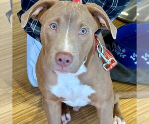 Mutt Dogs for adoption in Canton, CT, USA