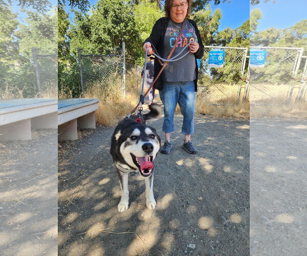 Medium Photo #2 Huskies -Unknown Mix Puppy For Sale in San Jose, CA, USA