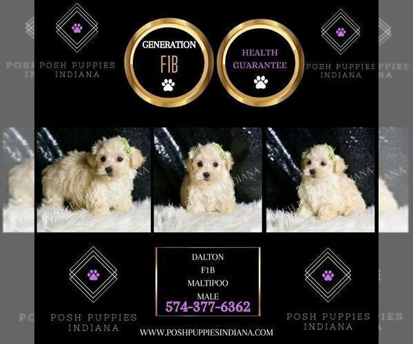 Medium Photo #38 Maltipoo (Miniature) Puppy For Sale in WARSAW, IN, USA