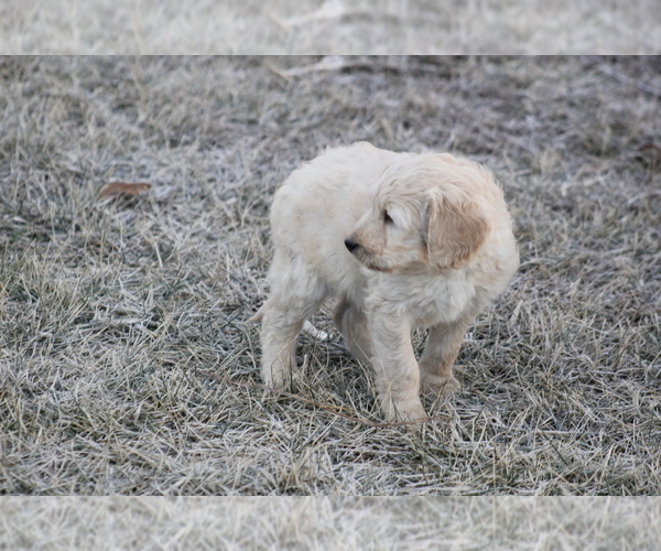 Medium Photo #3 Goldendoodle Puppy For Sale in MEMPHIS, MO, USA