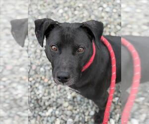 Labrador Retriever-Unknown Mix Dogs for adoption in Woodland, CA, USA