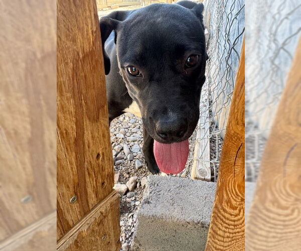 Medium Photo #3 American Pit Bull Terrier-Labrador Retriever Mix Puppy For Sale in Williamsburg, NM, USA