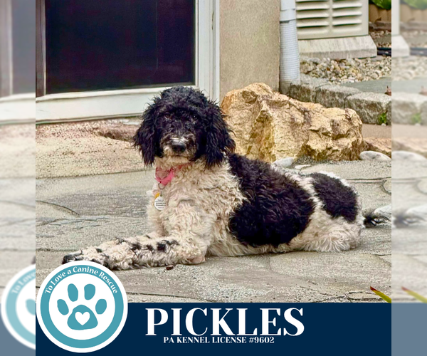 Medium Photo #8 Mutt Puppy For Sale in Kimberton, PA, USA