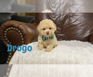 Poodle (Toy) Puppy for sale in CAMPBELLSVILLE, KY, USA