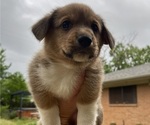 Small Photo #4 Pembroke Welsh Corgi Puppy For Sale in BRYAN, TX, USA