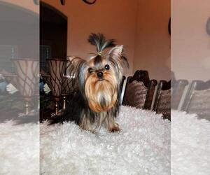 Mother of the Yorkshire Terrier puppies born on 01/02/2025