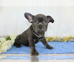 French Bulldog Puppy for sale in FREDERICKSBG, OH, USA