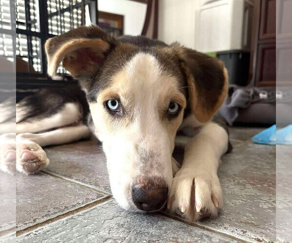 Medium Photo #7 Huskies -Unknown Mix Puppy For Sale in Boonton, NJ, USA