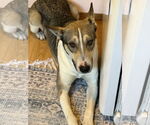Small #3 Bull Terrier-Huskies  Mix