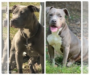 American Pit Bull Terrier Puppy for sale in TRENTON, NJ, USA